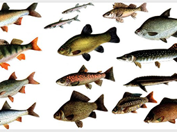 Виды рыб