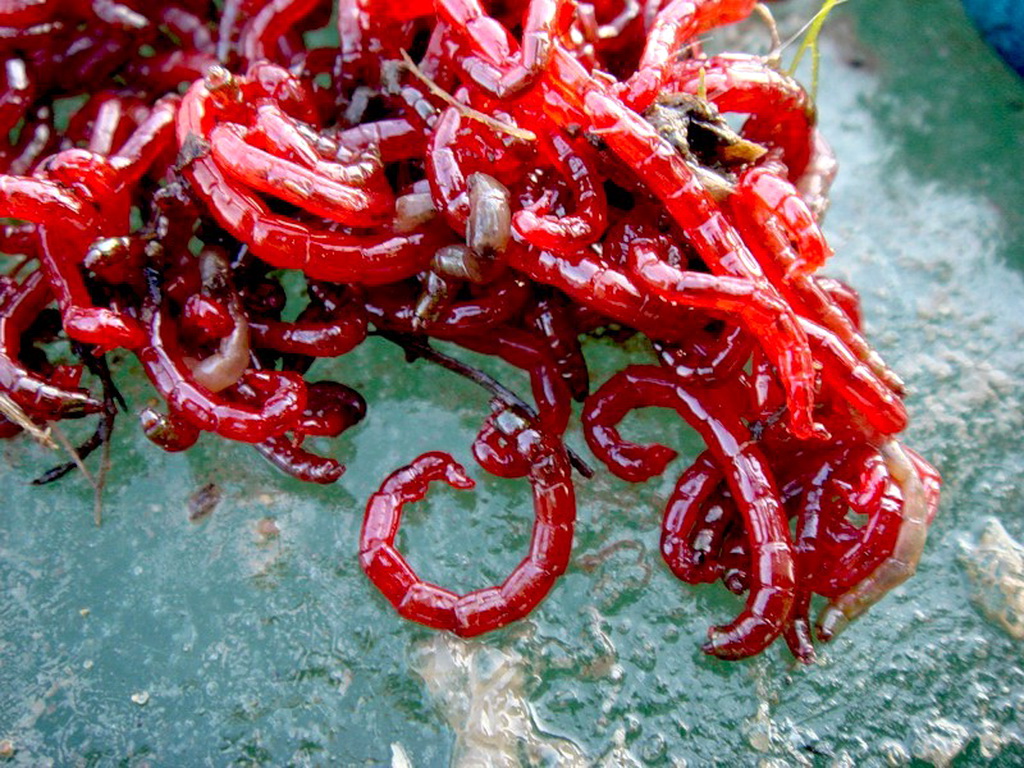 Как сохранить мотыля живым для рыбалки: краткое руководство